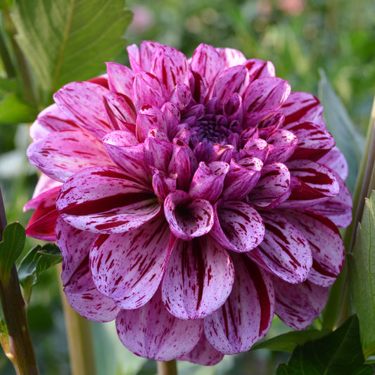 Dahlia AC Candy