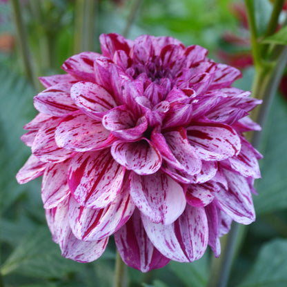 Dahlia AC Candy
