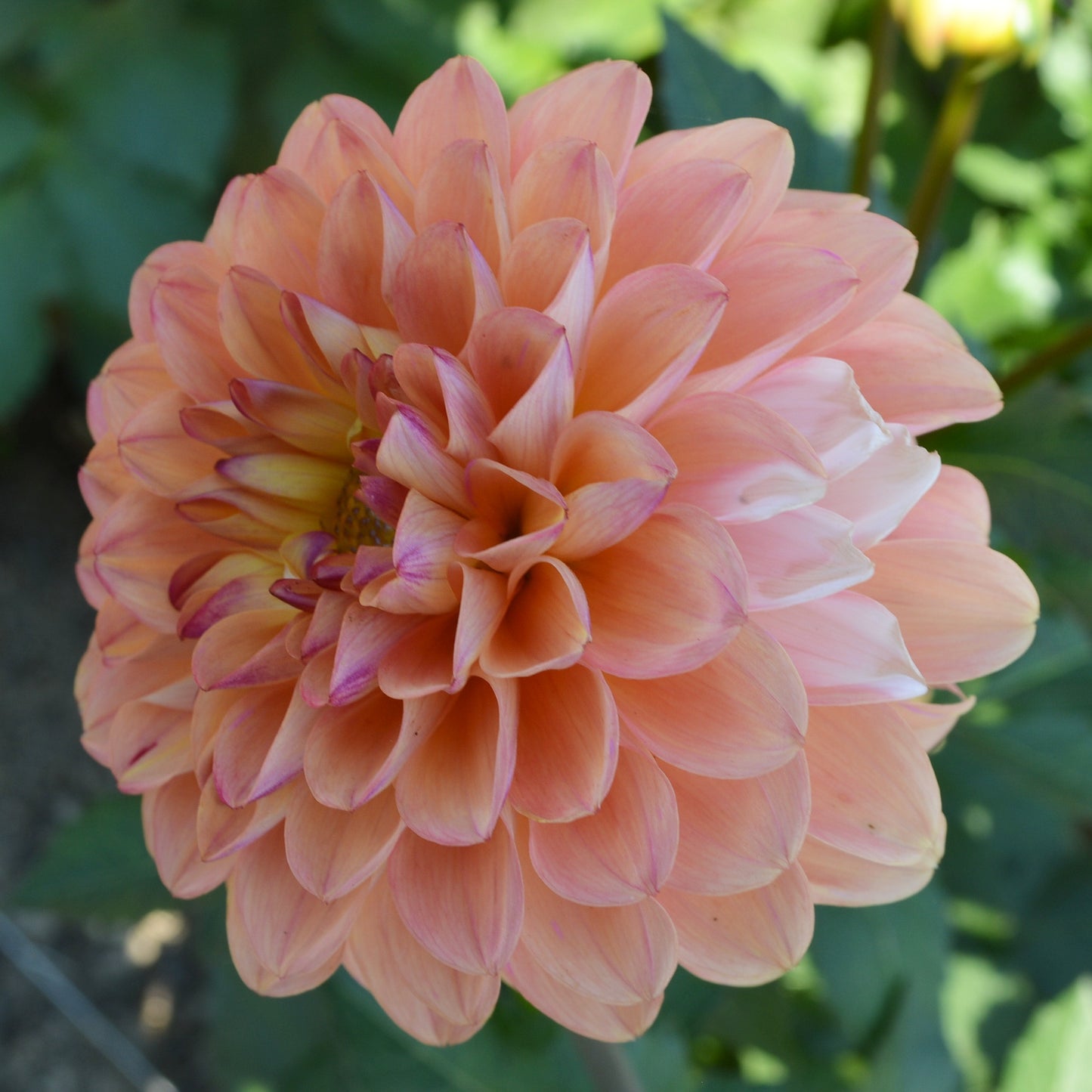 Dahlia Double Jill