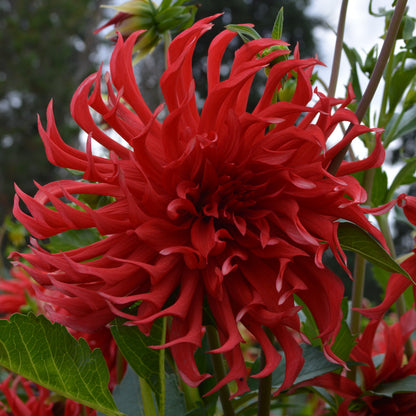 Dahlia Gandalf's Victory