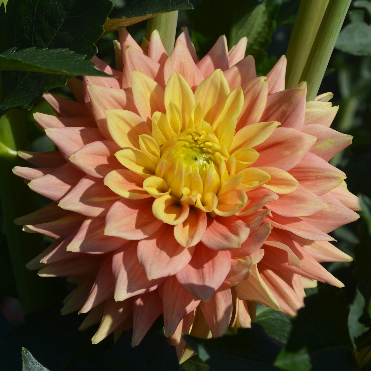 Dahlia Mission Marmalade