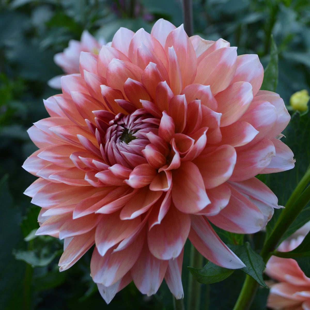 Dahlia Sandia Candy Corn