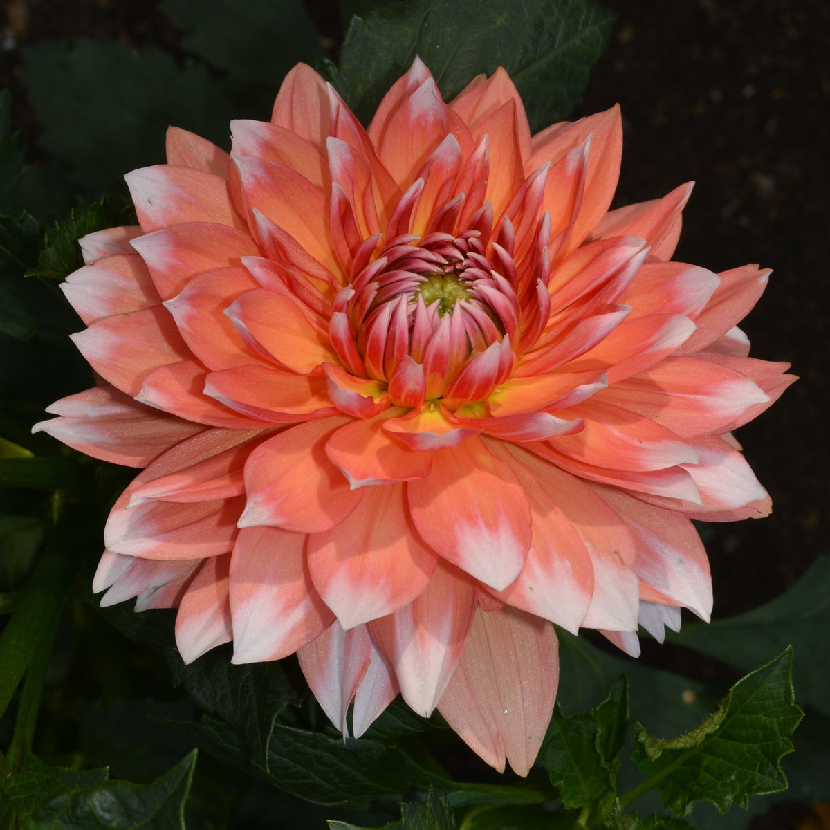Dahlia Sandia Candy Corn