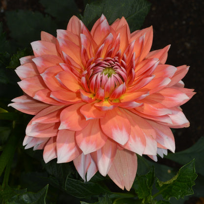 Dahlia Sandia Candy Corn