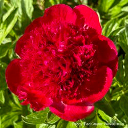 Peony Red Charm